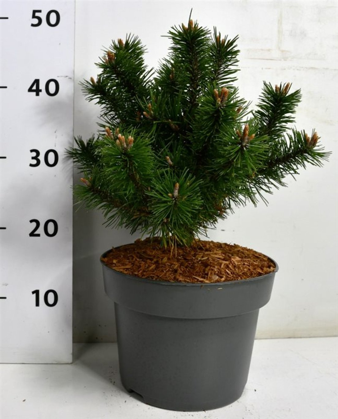 Pinus mugo 'Gnom' - C5 30-35 CM